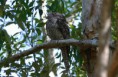 /album/photo-gallery-wildlife1/papuan-frogmouth-podargus-papuensis-cairns-jpg/